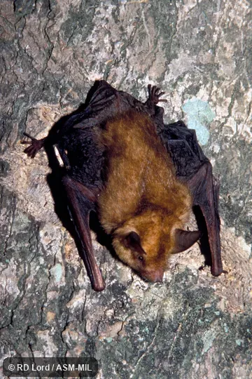 Dorsal view on a tree. Also as Little Desert Bat. Dorsal view on a tree. Also as Little Desert Bat.