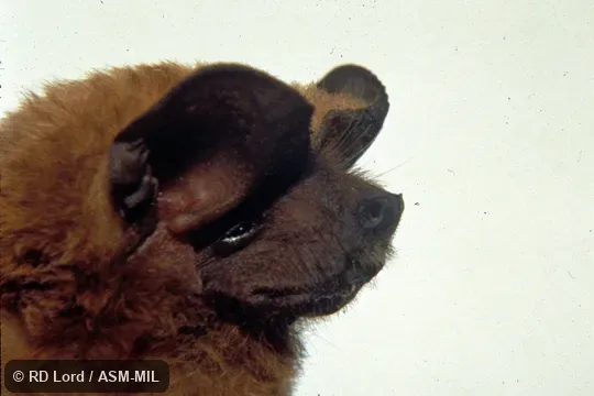 Close-up side view of head. Formerly Eumops bonariensis nanus. Also as Dwarf Bonneted Bat. Close-up side view of head. Formerly Eumops bonariensis nanus. Also as Dwarf Bonneted Bat.