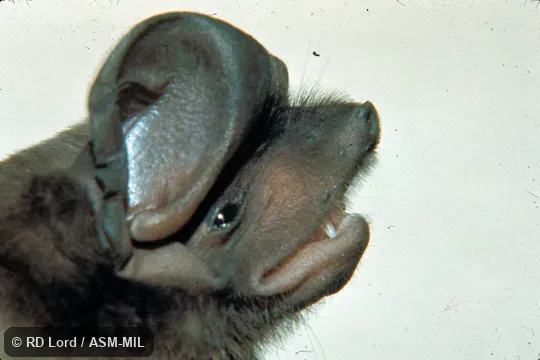 Close-up side view of head Close-up side view of head