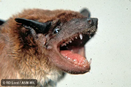Male, close-up view with mouth open, teeth exposed Male, close-up view with mouth open, teeth exposed