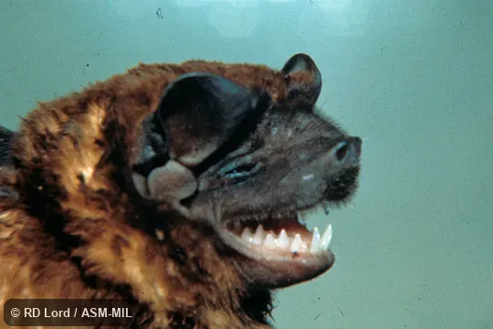 Close-up view with mouth open, teeth exposed. Also as Black Free-tailed Bat|Black Mastiff Bat. Close-up view with mouth open, teeth exposed. Also as Black Free-tailed Bat|Black Mastiff Bat.