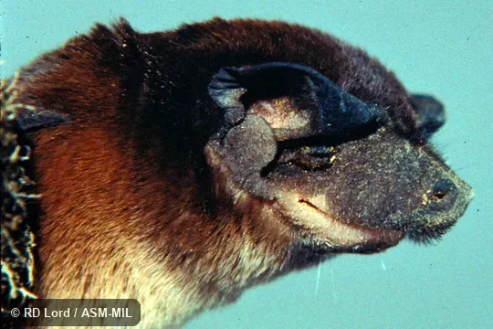 Female, close-up of head. Also as Brown Free-tailed Bat. Female, close-up of head. Also as Brown Free-tailed Bat.