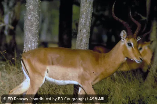 Side view of male. Also as Common Impala. Side view of male. Also as Common Impala.