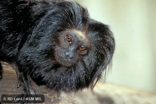 Close-up of head, front view. Also as Golden-rumped Lion Tamarin. Formerly Cebidae (Callitrichinae). Close-up of head, front view. Also as Golden-rumped Lion Tamarin. Formerly Cebidae (Callitrichinae).