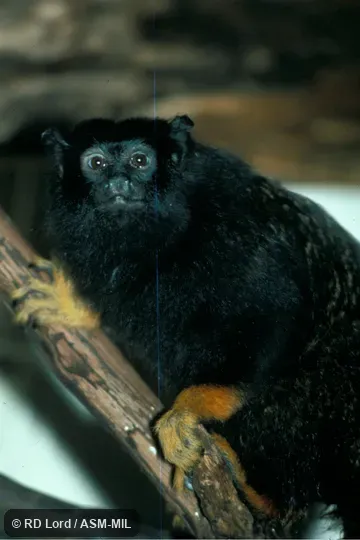 Side view on branch. Also as Golden-handed Tamarin|Red-handed Tamarin|Yellow-handed Tamarin. Formerly Cebidae (Callitrichinae). Side view on branch. Also as Golden-handed Tamarin|Red-handed Tamarin|Yellow-handed Tamarin. Formerly Cebidae (Callitrichinae).