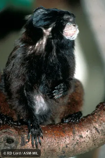 Front view. Formerly Leontocebus nigricollis. Also as Black Mantle Tamarin|Graells's Black-mantled Tamarin|Graells's Tamarin|Hernández-Camacho's Black-mantled Tamarin|Spix's Black-mantled Tamarin. Formerly Cebidae (Callitrichinae). Front view. Formerly Leontocebus nigricollis. Also as Black Mantle Tamarin|Graells's Black-mantled Tamarin|Graells's Tamarin|Hernández-Camacho's Black-mantled Tamarin|Spix's Black-mantled Tamarin. Formerly Cebidae (Callitrichinae).