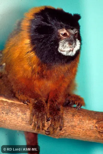 Sitting on branch, front view. Formerly Leontocebus tripartitus. Also as Golden-mantle Saddleback Tamarin|Golden-mantled Tamarin. Formerly Cebidae. (Callitrichinae). Sitting on branch, front view. Formerly Leontocebus tripartitus. Also as Golden-mantle Saddleback Tamarin|Golden-mantled Tamarin. Formerly Cebidae. (Callitrichinae).