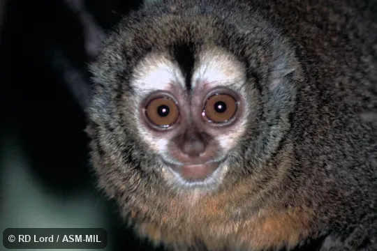 Close-up of face. Formerly in Cebidae. Also as Azara's Owl Monkey|Bolivian Night Monkey|Feline Night Monkey. Close-up of face. Formerly in Cebidae. Also as Azara's Owl Monkey|Bolivian Night Monkey|Feline Night Monkey.