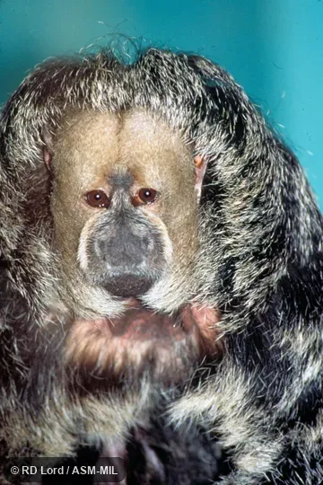 Adult female. Close-up of face. Identified as Pithecia inusta, Burnished Saki, by Laura K. Marsh. Formerly Pithecia monachus monachus. May represent undescribed species. Adult female. Close-up of face. Identified as Pithecia inusta, Burnished Saki, by Laura K. Marsh. Formerly Pithecia monachus monachus. May represent undescribed species.