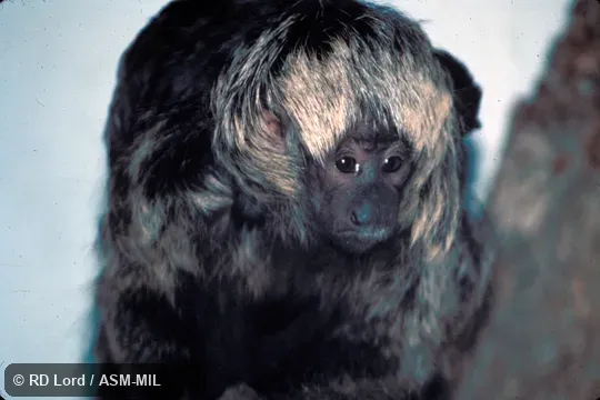 Juvenile male. Front view. Identified by Laura K. Marsh as Pithecis mettermeieri, Mittermeier's Tapajos Saki. Also as Bald-faced Saki|Gray Monkey Saki|Gray Saki|Gray's Bald-faced Saki|Ryland's Bald-faced Saki|Mittermeier's Saki|Mittermeier's Tapajos Saki|Pissinatti's Bald-faced Saki. Juvenile male. Front view. Identified by Laura K. Marsh as Pithecis mettermeieri, Mittermeier's Tapajos Saki. Also as Bald-faced Saki|Gray Monkey Saki|Gray Saki|Gray's Bald-faced Saki|Ryland's Bald-faced Saki|Mittermeier's Saki|Mittermeier's Tapajos Saki|Pissinatti's Bald-faced Saki.