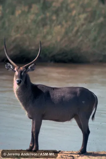 Side view of male. Kobus ellipsiprymnus ellipsiprymnus. Also as Kobus ellipsiprymnus, Ellipsen Waterbuck. Side view of male. Kobus ellipsiprymnus ellipsiprymnus. Also as Kobus ellipsiprymnus, Ellipsen Waterbuck.