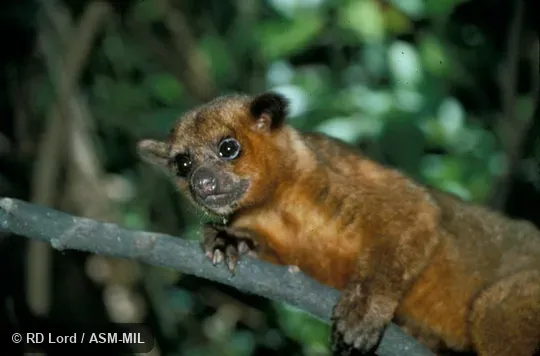 Lateral view of head and forelimb, resting on branch Lateral view of head and forelimb, resting on branch