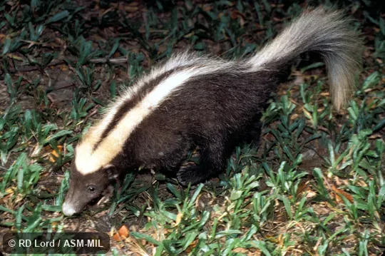Quartering view of entire animal, walking Quartering view of entire animal, walking