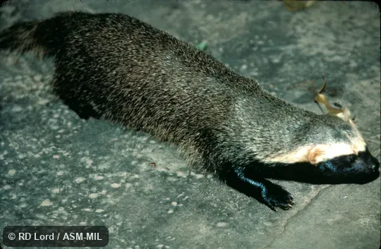 Lateral view Lateral view