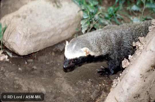 Lateral view of head and forelimb Lateral view of head and forelimb