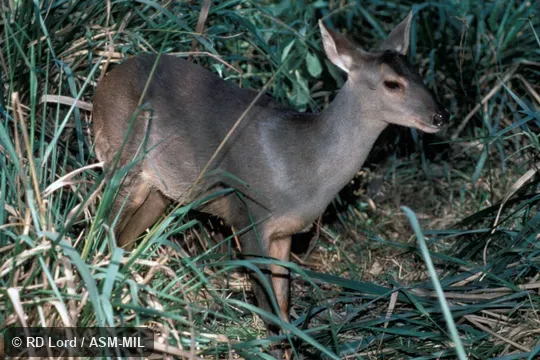 Lateral view, female. Formerly Mazama gouazoubira. Also as Brown Brocket|Gray Brocket. Lateral view, female. Formerly Mazama gouazoubira. Also as Brown Brocket|Gray Brocket.