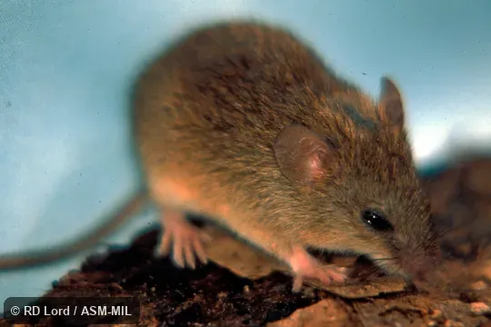Diagonal shot, only head in focus. Captured in Venezuela, Apure, 30 km SW of Mantecal, Hato El Cedral. Formerly as Oligoryzomys fulvescens, Fulvous Pygmy Rice Rat. Also as Delicate Colilargo. Diagonal shot, only head in focus. Captured in Venezuela, Apure, 30 km SW of Mantecal, Hato El Cedral. Formerly as Oligoryzomys fulvescens, Fulvous Pygmy Rice Rat. Also as Delicate Colilargo.