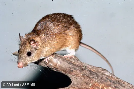 Captive animal perched on log, feet and head visible. Also as La Guaira Spiny-rat|La Guaira Spiny Rat. Captive animal perched on log, feet and head visible. Also as La Guaira Spiny-rat|La Guaira Spiny Rat.