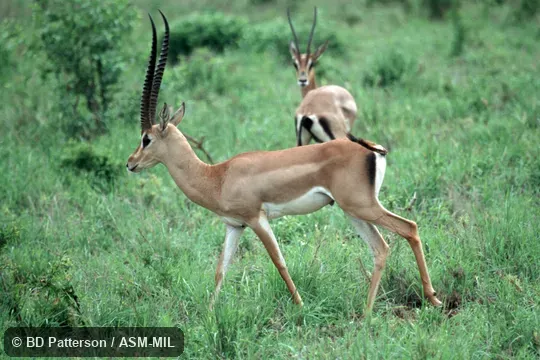 Adult male, side view, walking. Formerly as Nanger granti petersii, Grant's Gazelle. Adult male, side view, walking. Formerly as Nanger granti petersii, Grant's Gazelle.
