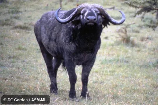 Front view. Syncerus caffer caffer. Also as Cape Buffalo|Southern Savanna Buffalo. Front view. Syncerus caffer caffer. Also as Cape Buffalo|Southern Savanna Buffalo.