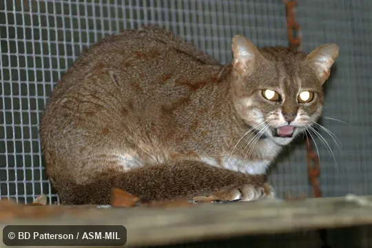 Side view, sitting adult, face and tail visible Side view, sitting adult, face and tail visible