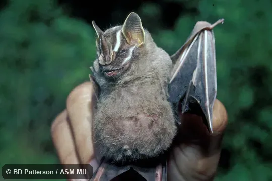 Handheld adult, showing face. Formerly Artibeus gnomus|Dermanura gnomus. Also as Dwarf Little Fruit-eating Bat. Handheld adult, showing face. Formerly Artibeus gnomus|Dermanura gnomus. Also as Dwarf Little Fruit-eating Bat.