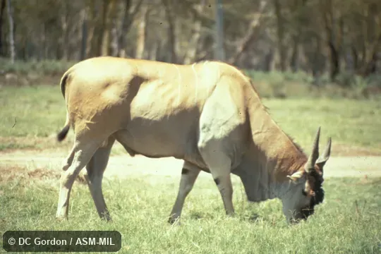 Side view. Tragelaphus orys pattersonianus. Formerly Taurotragus oryx. Also as East African Eland. Side view. Tragelaphus orys pattersonianus. Formerly Taurotragus oryx. Also as East African Eland.