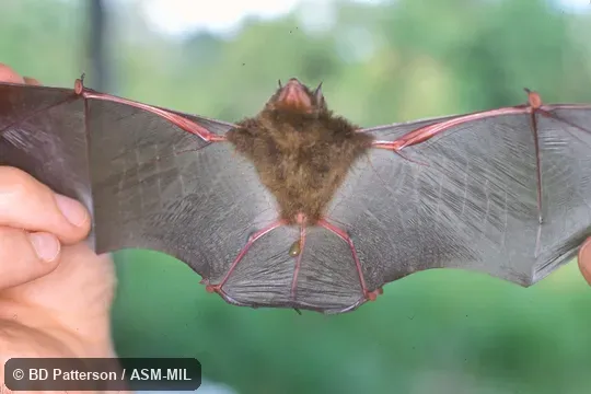 Male, wings spread, discs clearly visible Male, wings spread, discs clearly visible