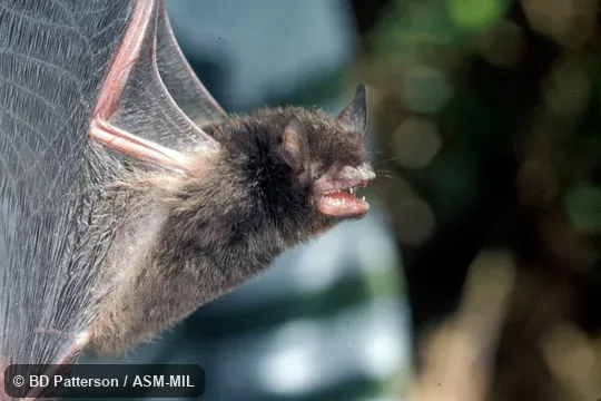 Side view, suspended by wings, mouth open Side view, suspended by wings, mouth open