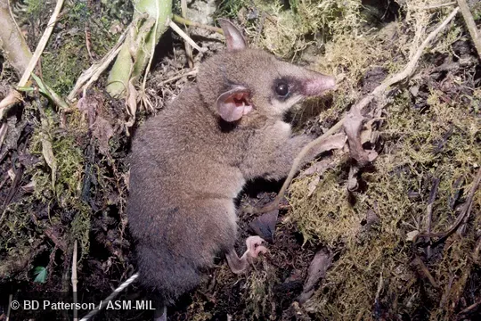 Side view, head and right hind foot visible. Also as Rio Napo Mouse Opossum|White-bellied Slender Mouse Opossum. Side view, head and right hind foot visible. Also as Rio Napo Mouse Opossum|White-bellied Slender Mouse Opossum.