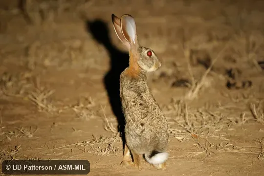 Rear view of sitting adult with tail and side of head visible. Also as East African Hare. Rear view of sitting adult with tail and side of head visible. Also as East African Hare.