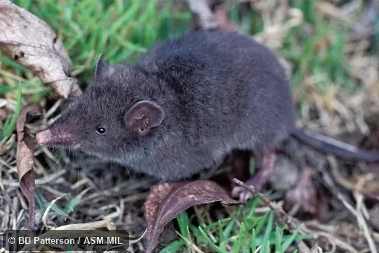 Side view of standing adult, head in focus. Also as Incan Caenolestid|Peruvian Shrew-opossum. Side view of standing adult, head in focus. Also as Incan Caenolestid|Peruvian Shrew-opossum.