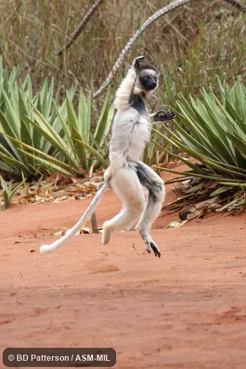 Adult, suspended in air during bipedal half-bound. Also as White Sifaka. Adult, suspended in air during bipedal half-bound. Also as White Sifaka.
