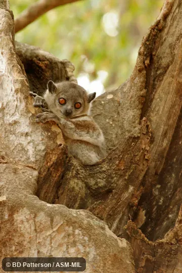 Adult in tree cavity, face and front feet visible. Previously identified as Lepilemur leucopus, White-footed Sportive Lemur. Adult in tree cavity, face and front feet visible. Previously identified as Lepilemur leucopus, White-footed Sportive Lemur.