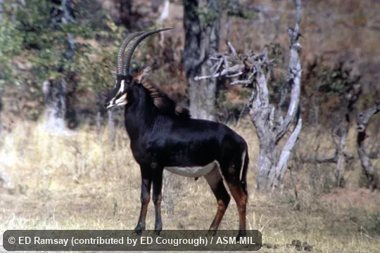 Side view. Also as Southern Sable Antelope. Side view. Also as Southern Sable Antelope.