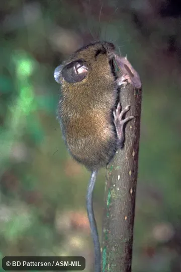 Side view, clinging to stick, both feet and tail visible. Also as Montane Colilargo. Side view, clinging to stick, both feet and tail visible. Also as Montane Colilargo.