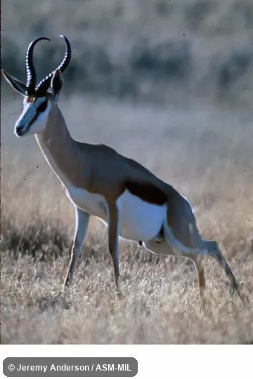 Side view, linked defecation/urination sequence. Antidorcas marsupialis marsupialis. Also as Cape Springbok. Side view, linked defecation/urination sequence. Antidorcas marsupialis marsupialis. Also as Cape Springbok.