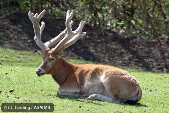 Lateral view of adult male sitting; antlers fully grown and in velvet Lateral view of adult male sitting; antlers fully grown and in velvet