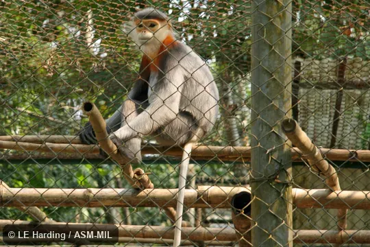 Sitting adult, face, limbs, and most of tail visible. Also as Gray-shanked Douc Langur|Gray-shanked Douc Monkey. Sitting adult, face, limbs, and most of tail visible. Also as Gray-shanked Douc Langur|Gray-shanked Douc Monkey.