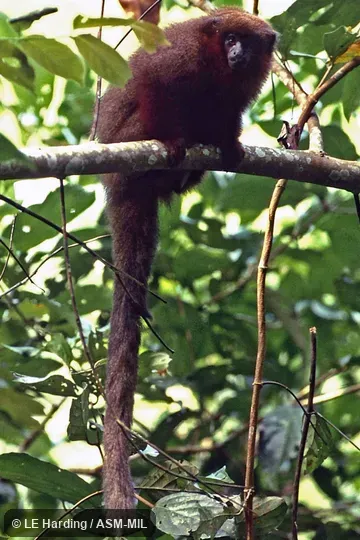 Adult in tree facing camera. Formerly Callicebus brunneus or Plecturocebus brunneus. Adult in tree facing camera. Formerly Callicebus brunneus or Plecturocebus brunneus.