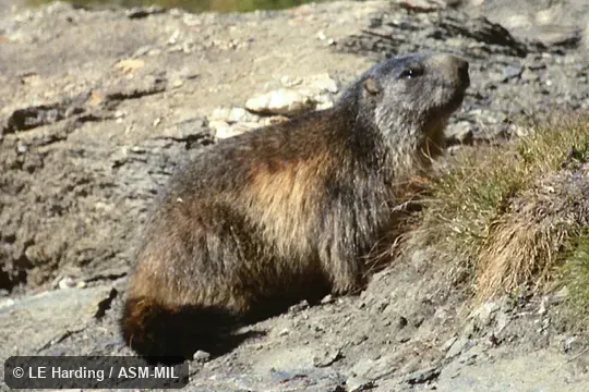 Lateral view. Also as Common Marmot. Lateral view. Also as Common Marmot.