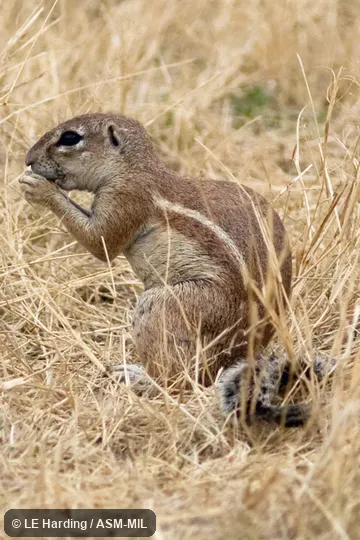 Sitting and eating in grass; head, forelimbs, and side stripe visible. Formerly Xerus inauris. Sitting and eating in grass; head, forelimbs, and side stripe visible. Formerly Xerus inauris.
