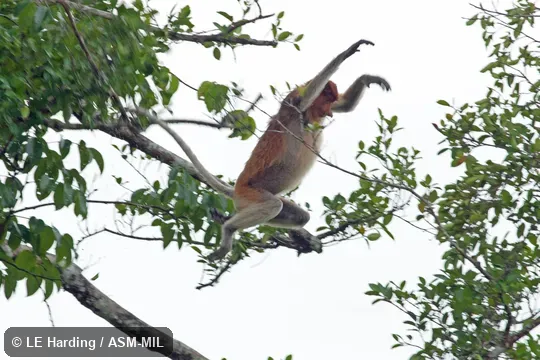 Adult female jumping. Also as Long-nosed Monkey. Adult female jumping. Also as Long-nosed Monkey.