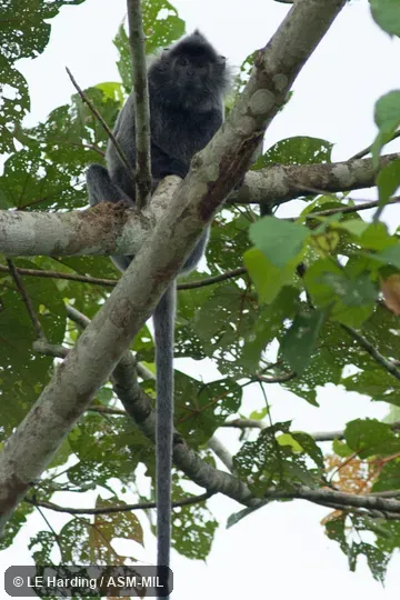 Adult. Also as Silvered Leaf Monkey|Silvered Monkey|Silvery Langur|Silvery Lutung. Adult. Also as Silvered Leaf Monkey|Silvered Monkey|Silvery Langur|Silvery Lutung.