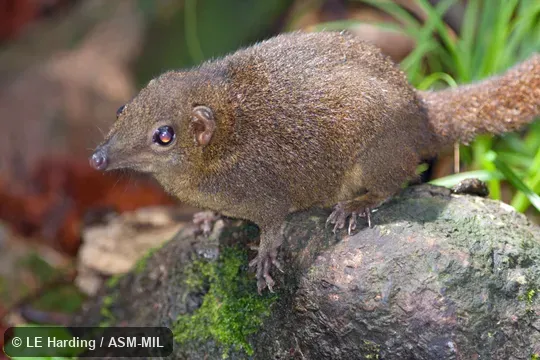 Lateral view of adult Lateral view of adult