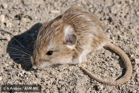Side view of released adult on ground. Formerly Microdipodops megacephalus albiventer. Also as Dark Kangaroo Mouse. Side view of released adult on ground. Formerly Microdipodops megacephalus albiventer. Also as Dark Kangaroo Mouse.