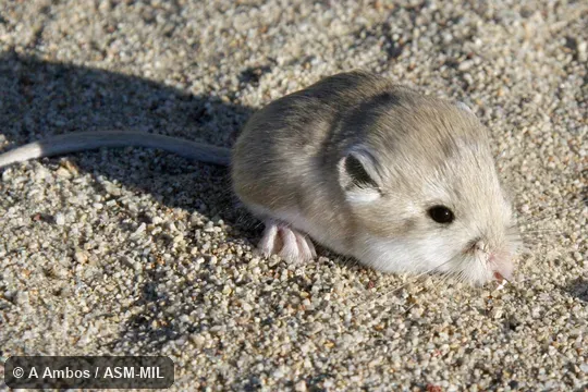 Formerly Microdipodops pallidus pallidus. Side view of released adult on ground. Also as Pale Kangaroo Mouse|Pallid Kangaroo Mouse|Soda Spring Valley Kangaroo Mouse. Formerly Microdipodops pallidus pallidus. Side view of released adult on ground. Also as Pale Kangaroo Mouse|Pallid Kangaroo Mouse|Soda Spring Valley Kangaroo Mouse.