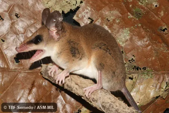 Adult on limb. Also as Delicate Slender Mouse Opossum. Adult on limb. Also as Delicate Slender Mouse Opossum.