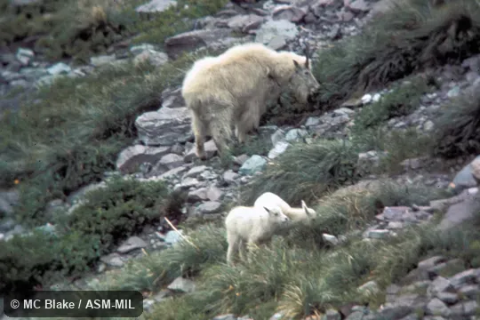 Female with young. Also as Rocky Mountain Goat|Snow Goat|White Goat. Female with young. Also as Rocky Mountain Goat|Snow Goat|White Goat.
