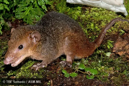 Side view of adult. Also as Amazonian Short-tailed Opossum|Emilia's Short-tailed Opossum. Side view of adult. Also as Amazonian Short-tailed Opossum|Emilia's Short-tailed Opossum.